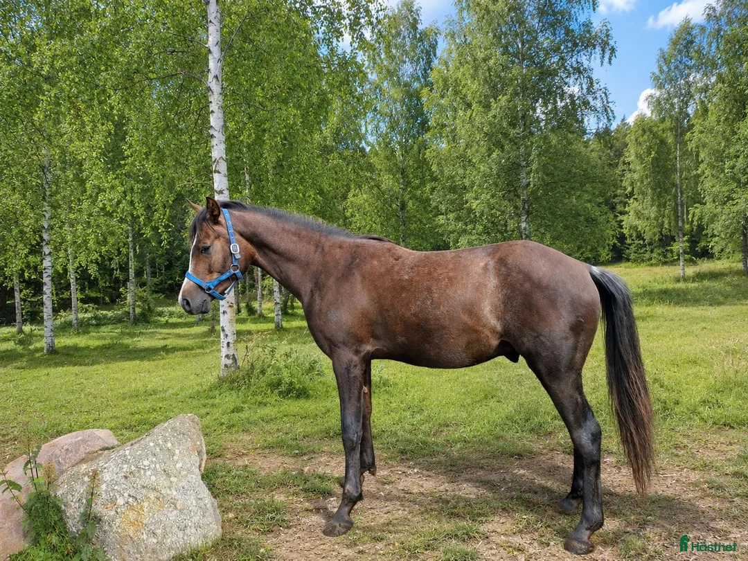 Allround hästar till salu: Arabisk fölhingst till salu - Annons 1