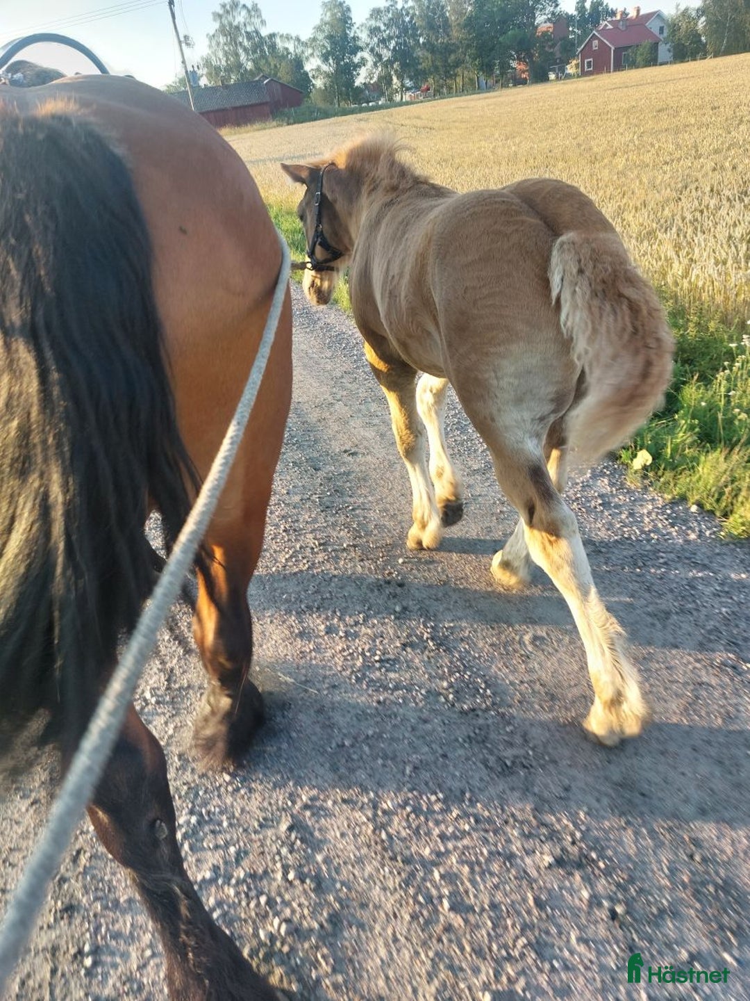 Körning hästar till salu: Välväxt hingst föl  i Skara - Annons 3