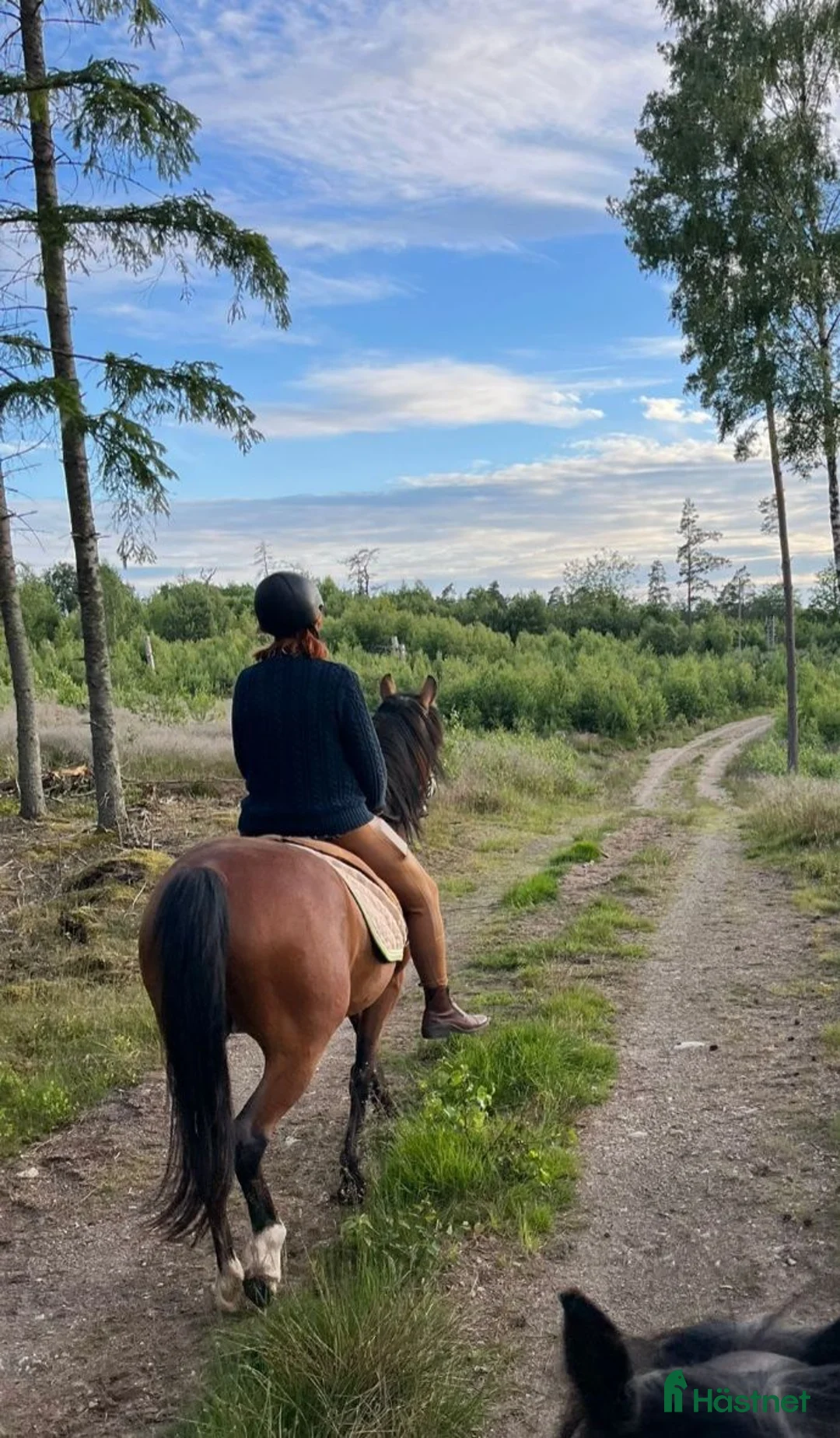  medryttarhäst finnes: Medryttare med unghästerfarenhet sökes - Annons 2