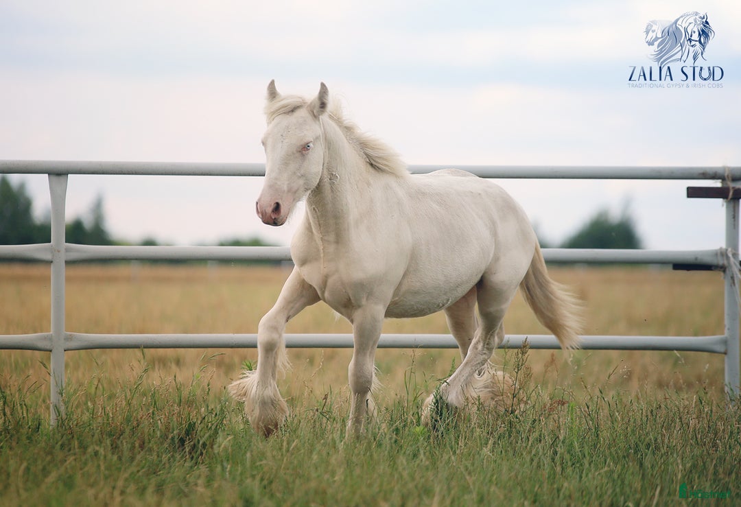 Avel hästar till salu: Cremello Colt - Gypsy Irish Cob i Storfors - Bild 5