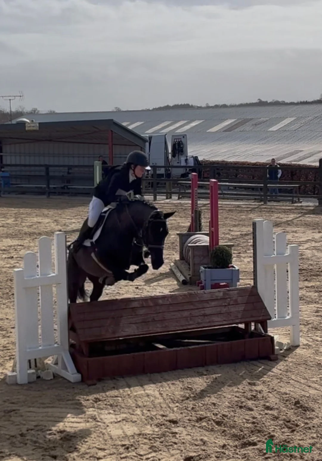 Hoppning hästar till salu: Talented jumping pony - Annons 2