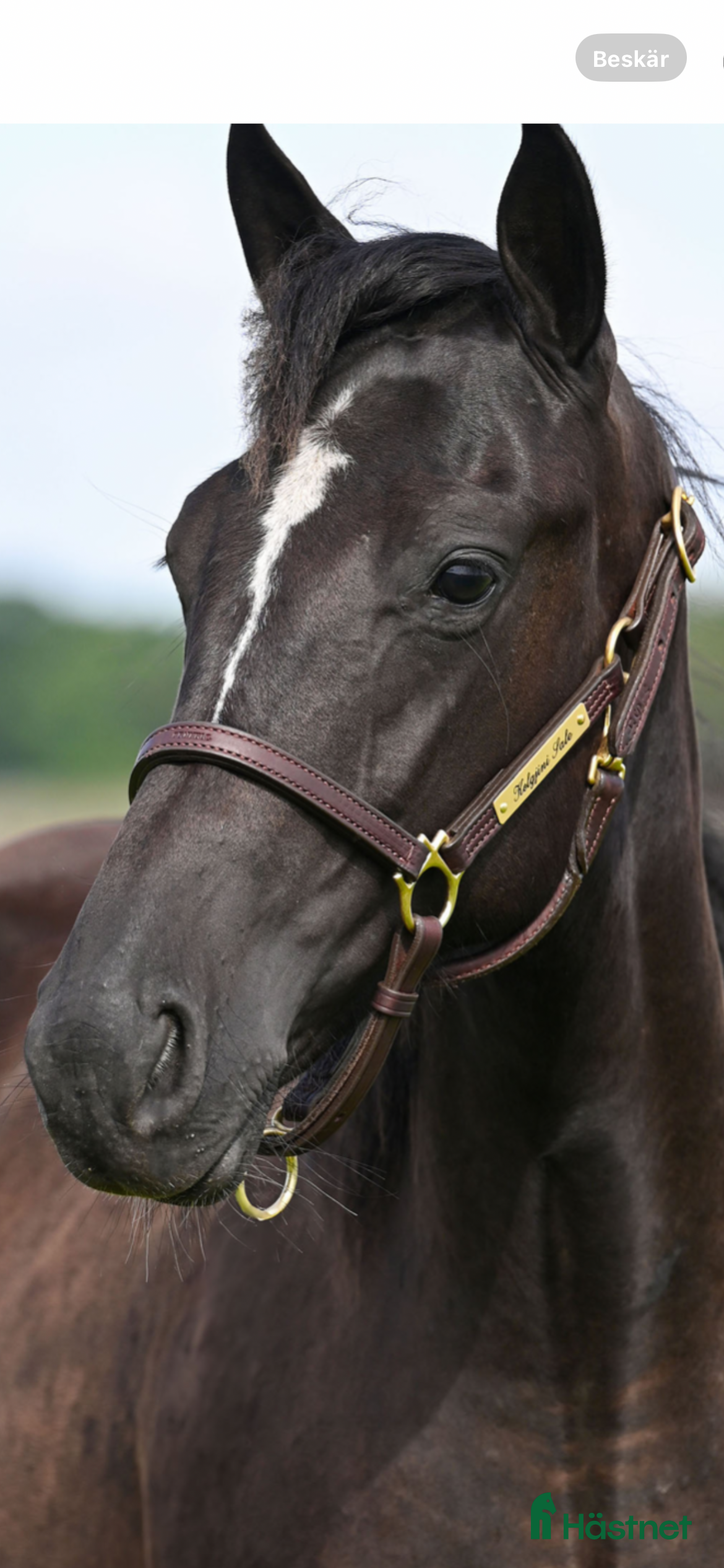  hästar Fonzi Face  i Alfta - Annons 1