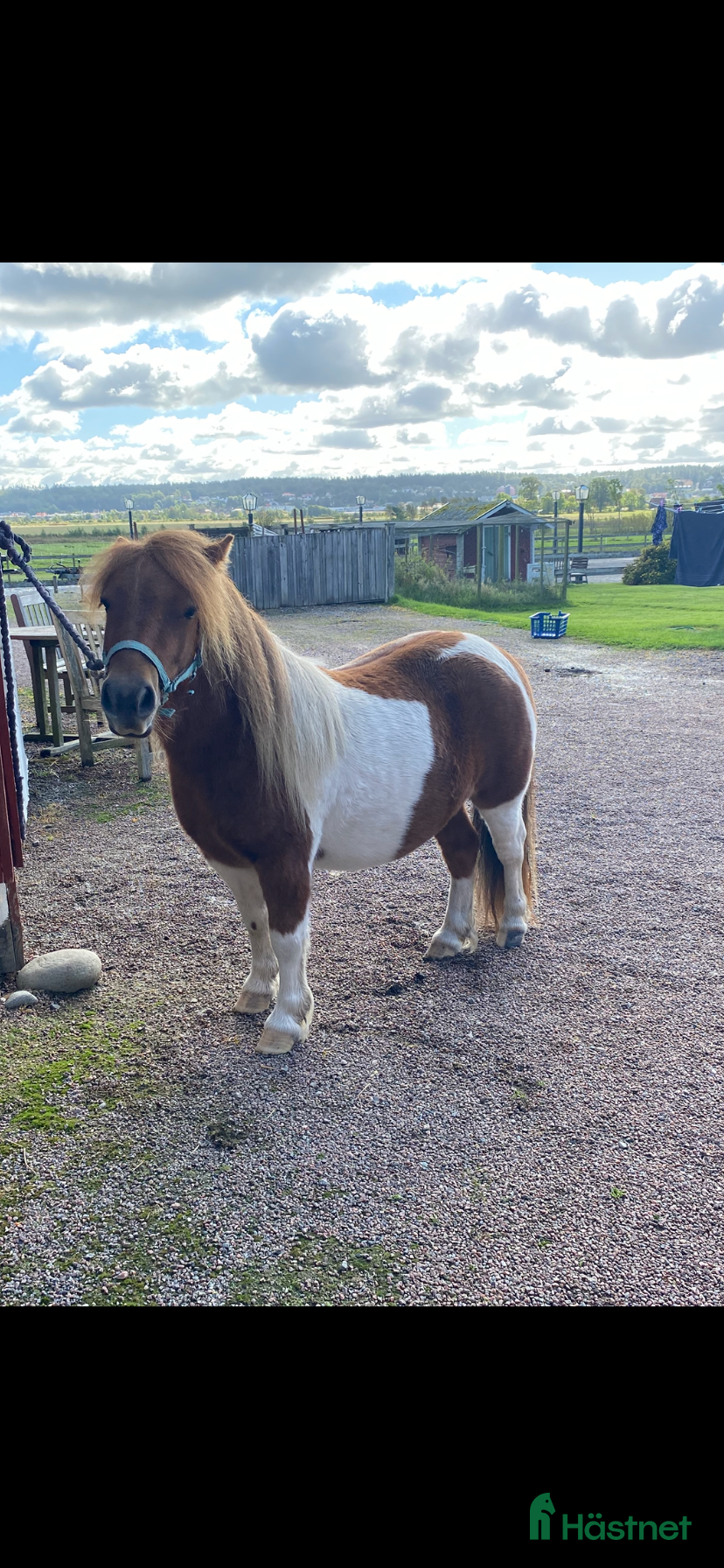  hästar Söta Plutten!  Liten Shetlandsvalack 3 år i Romelanda - Annons 2