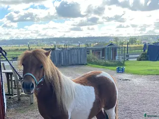 hästar Söta Plutten! Liten Shetlandsvalack 3 år i Romelanda - Annons 2