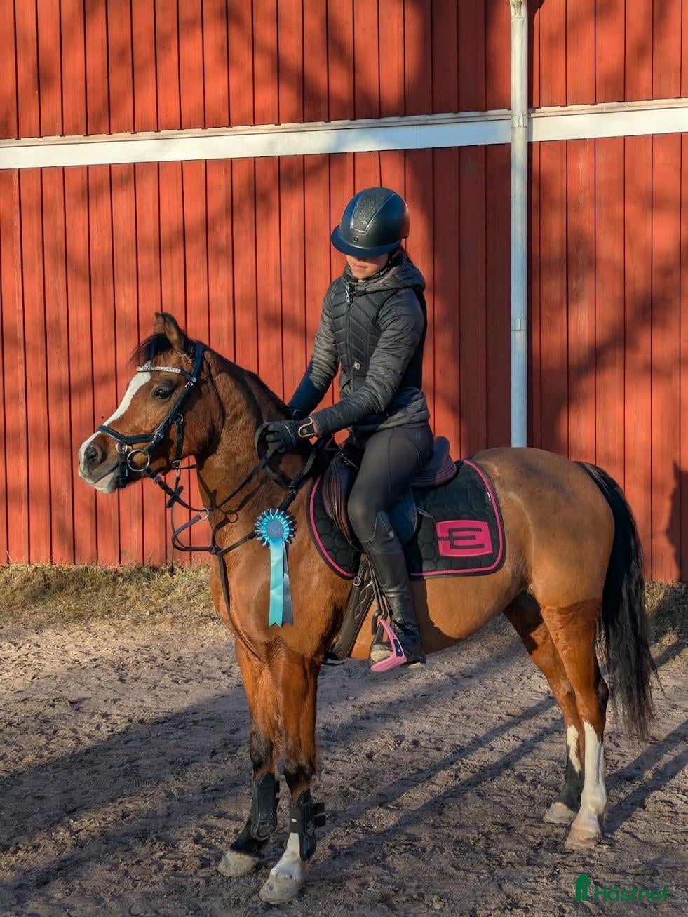  hästar Maxad B-ponny – Freebirds Foxy Lady - inkl sadel - Annons 1