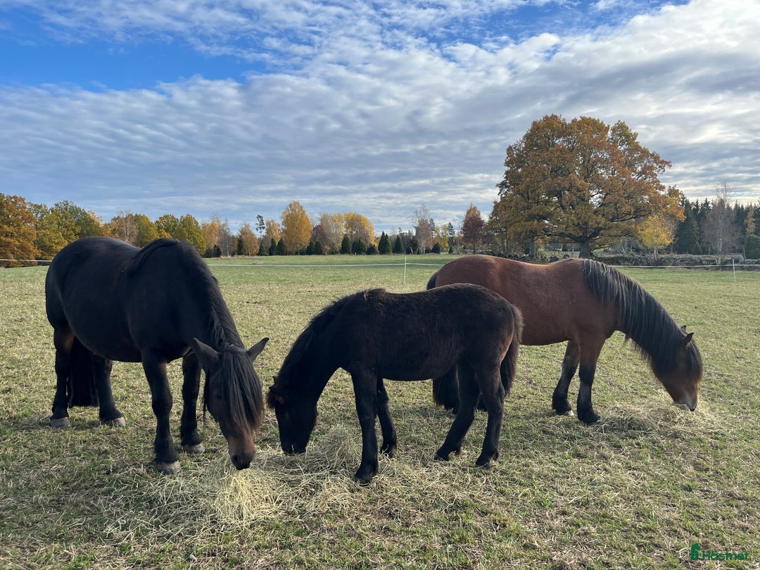 Körning hästar till salu: Nordsvenskt stoföl till salu i Eksjö - Annons 4