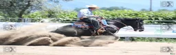 Western hästar till salu: Quarter horse, valack, 3år - Annons 4