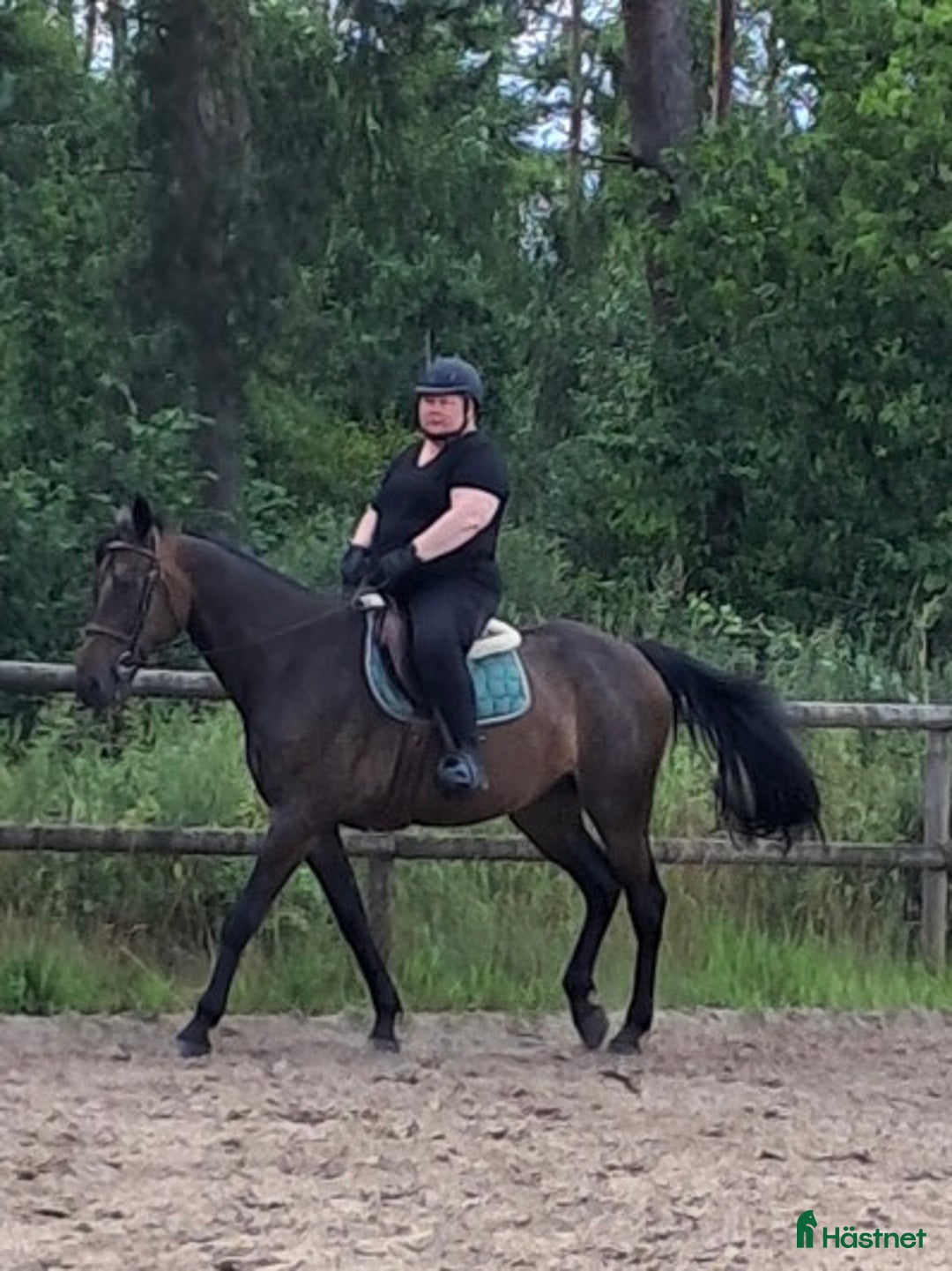 Allround hästar till salu: Världens snällaste häst i Malmö - Annons 2