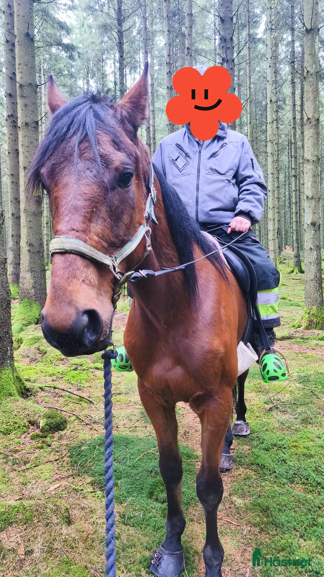 Allround hästar till salu: Global Empire val 6år  - Annons 3