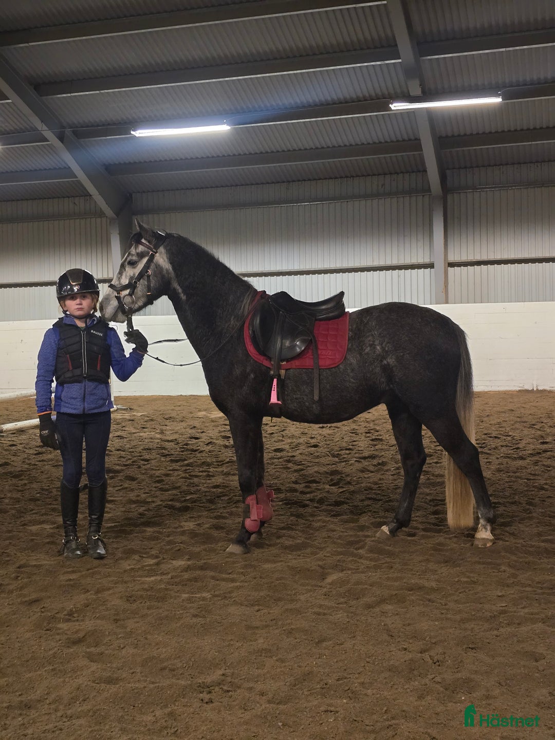 Allround hästar till salu: Otroligt vacker och mjuk valack i Deje - Annons 1