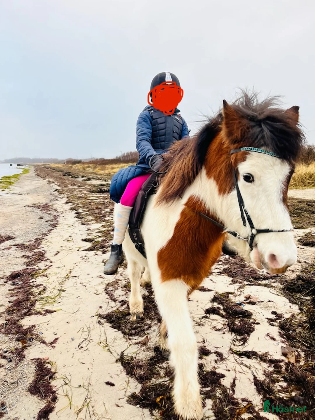 Island hästar till salu: Trygg Läromästare  i Vallåkra - Annons 2