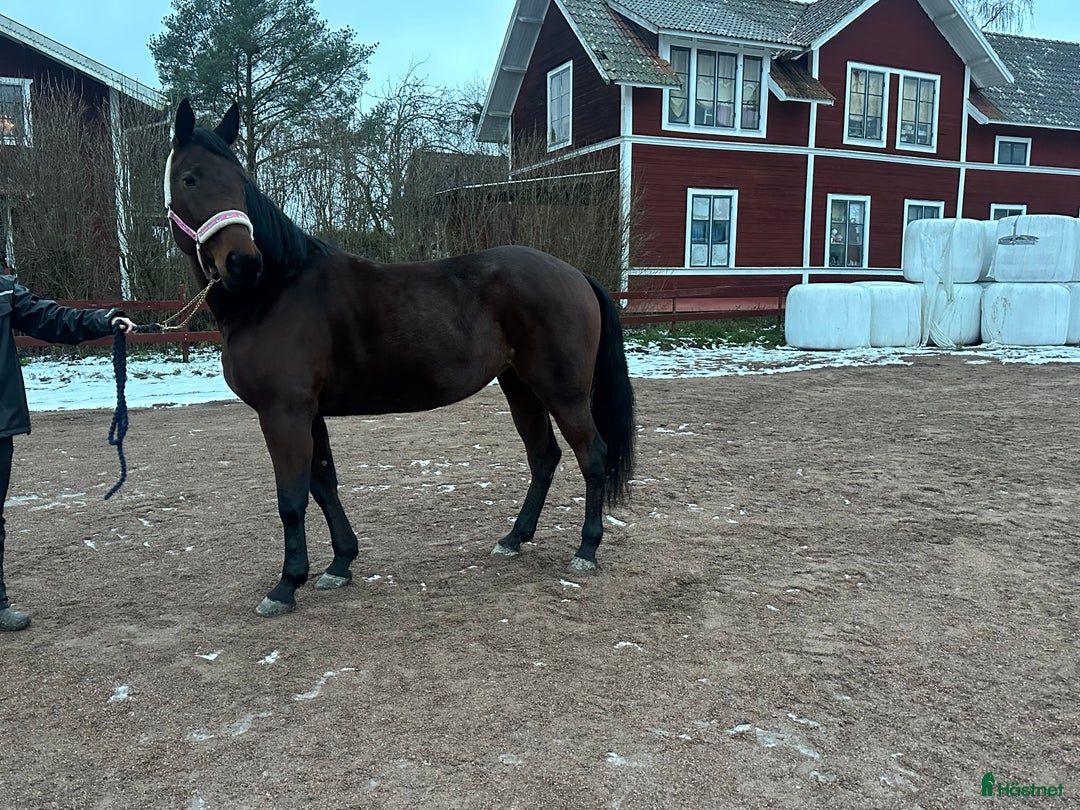 Allround hästar till salu: Sällskap eller skogsmulle i Rättvik - Annons 2