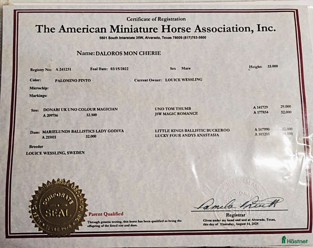 Allround hästar till salu: Amerikansk miniatyr sto  i Hofors - Annons 4