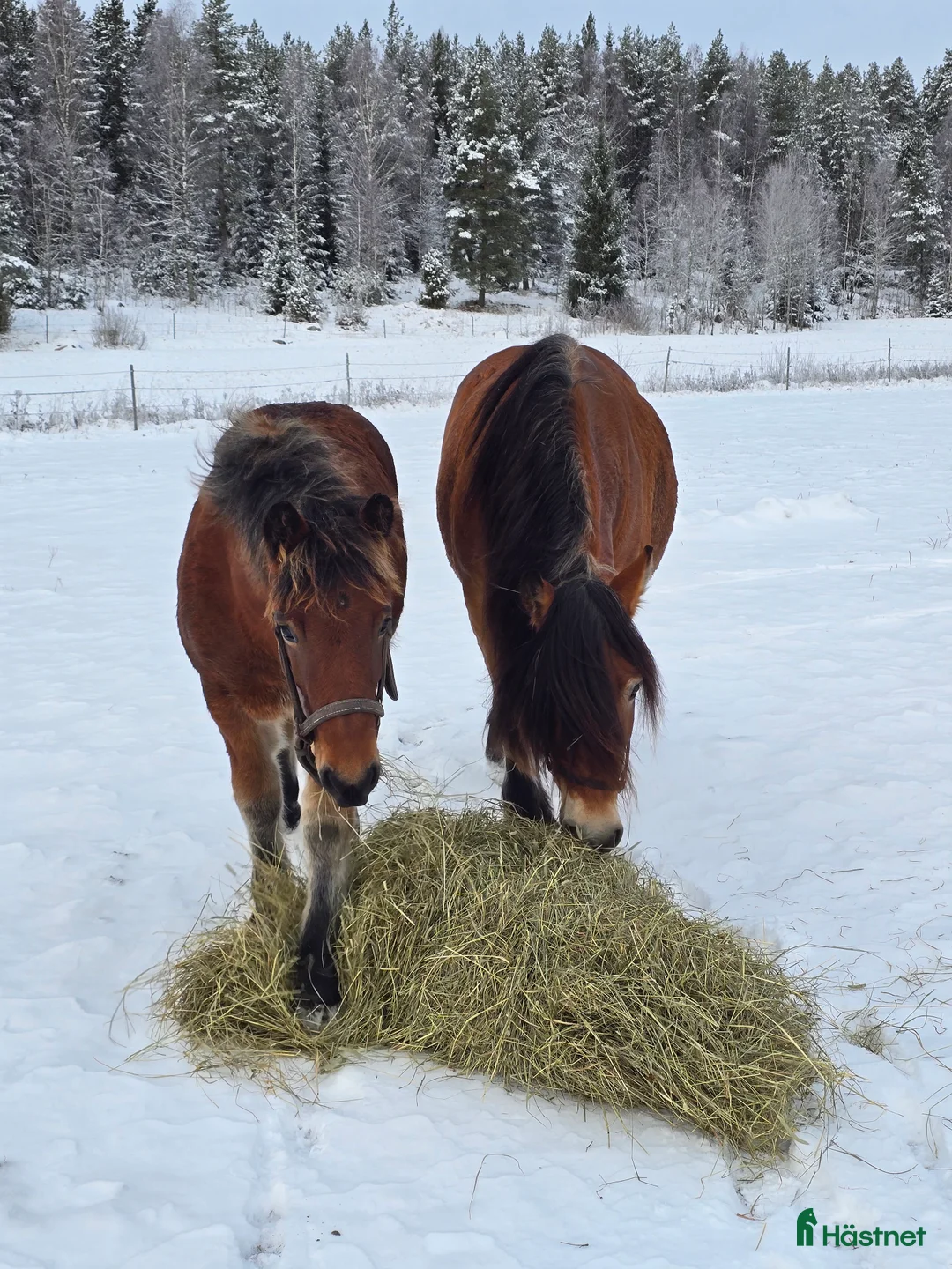 Körning hästar till salu: Unikt stoföl född 2025 - Annons 3