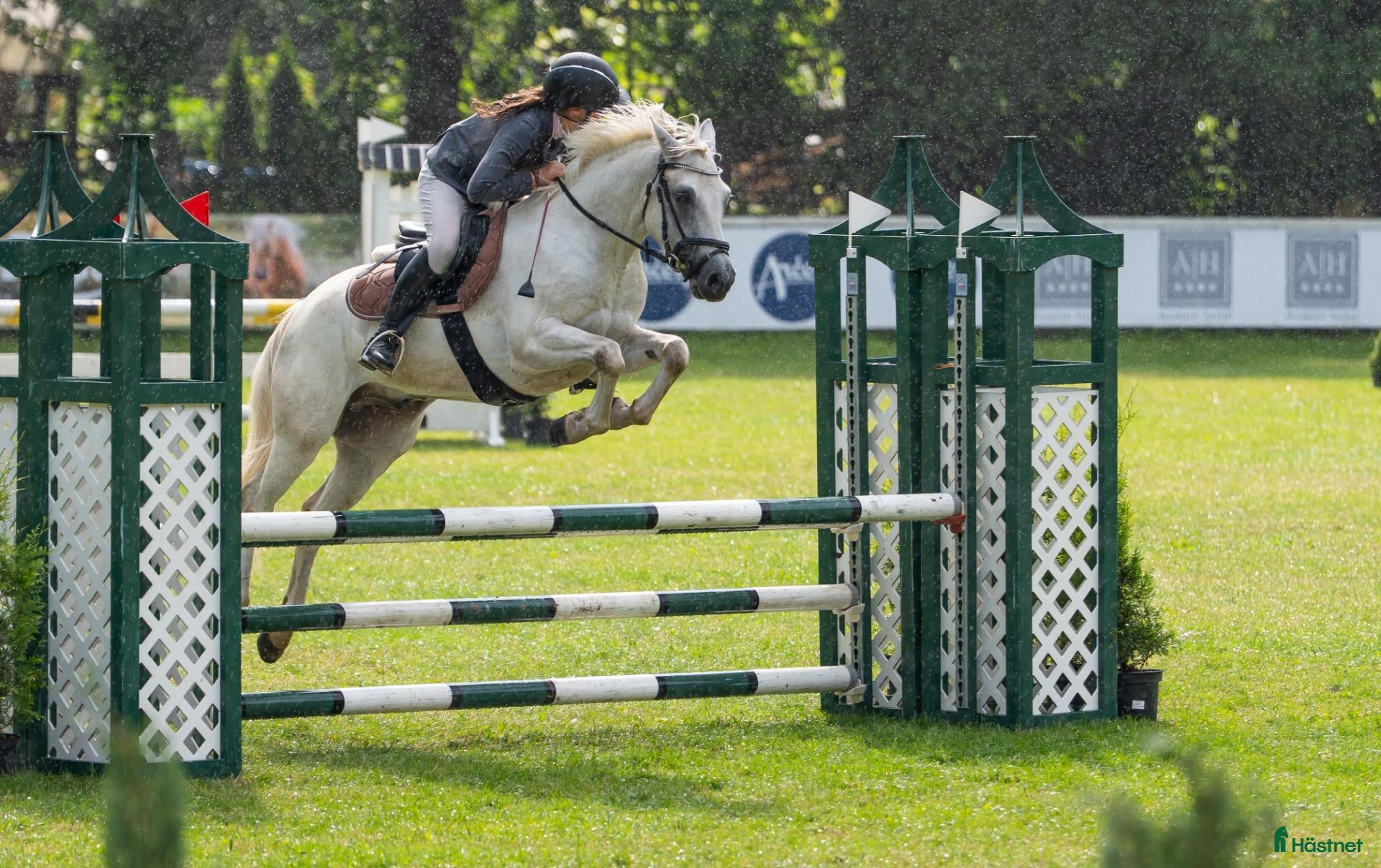  hästar Dressage and showjumping Conemara pony - Annons 3