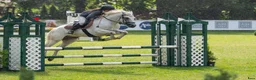 Hoppning hästar till salu: Dressage and showjumping Conemara pony - Annons 1
