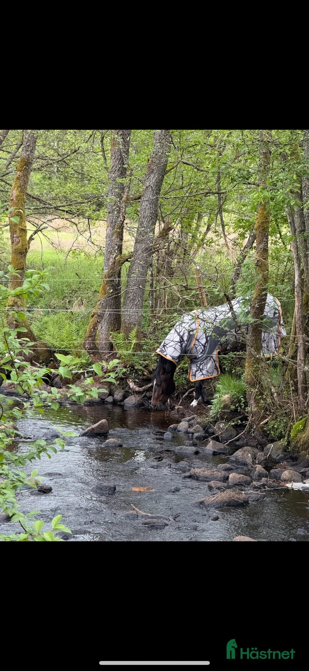 Allround hästar sökes: Söker promenadhäst i Dalsjöfors - Annons 1