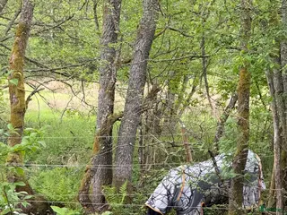 hästar Söker promenadhäst i Dalsjöfors - Annons 10