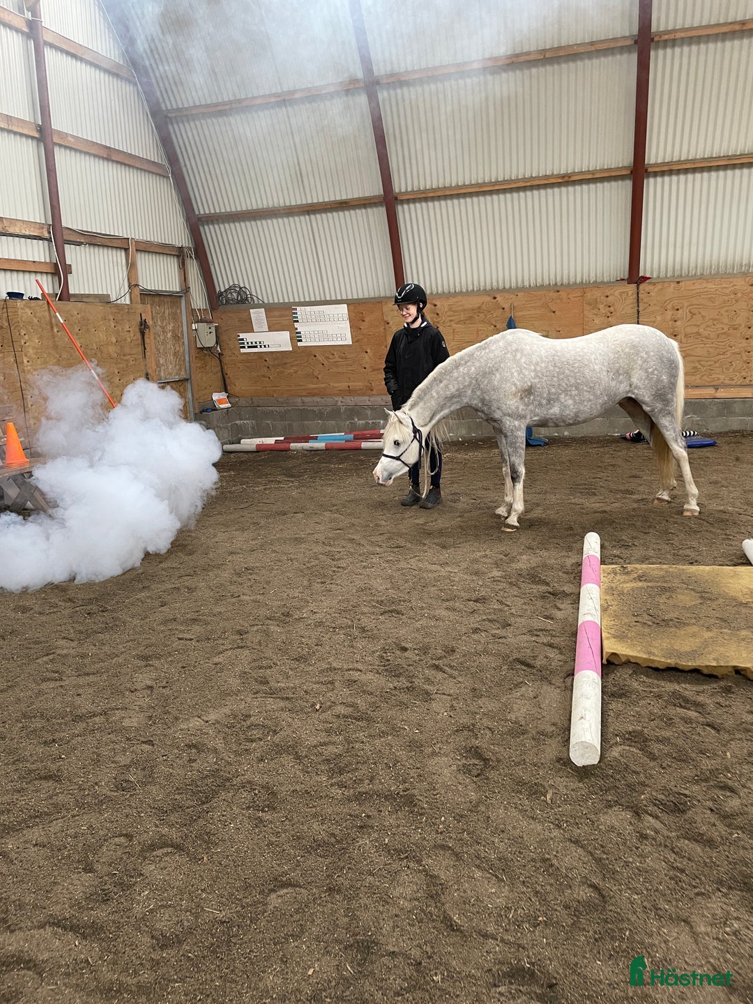 Allround hästar till salu: Vackert Welsh ponnysto  i Lyrestad - Annons 6