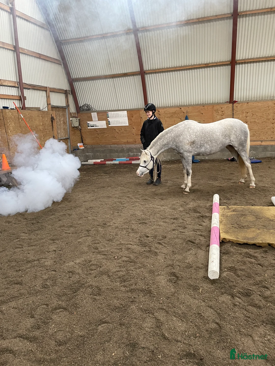 Allround hästar till salu: Vackert Welsh ponnysto  i Lyrestad - Annons 6