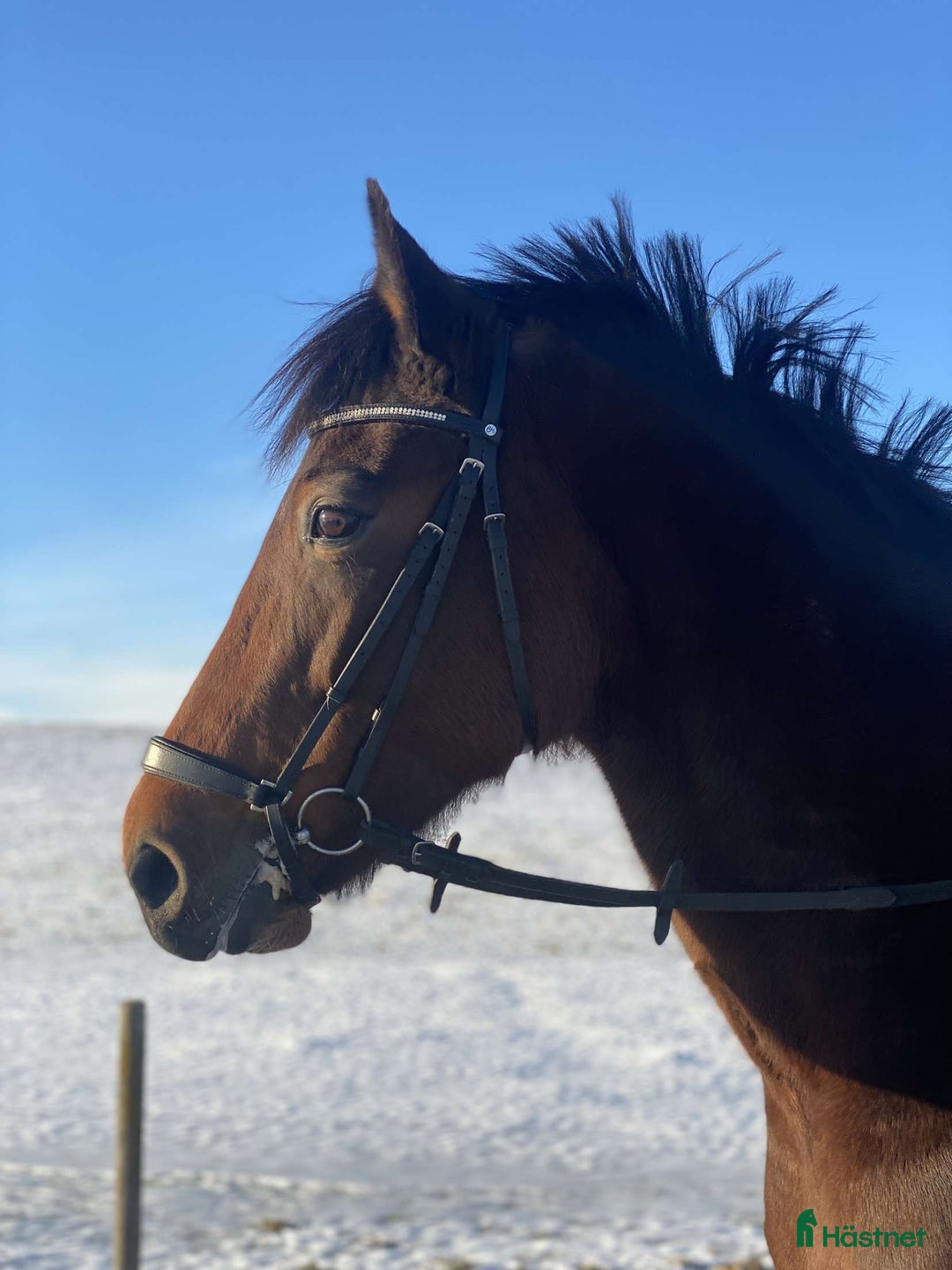 Övrigt hästar till salu: Ridtravare söker nytt hem i Kil - Annons 4