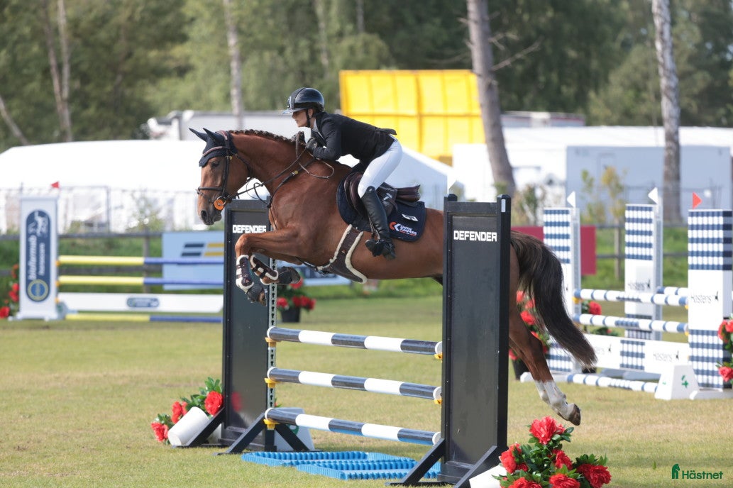  hästar Avelssto/enkel ridning  - Annons 2