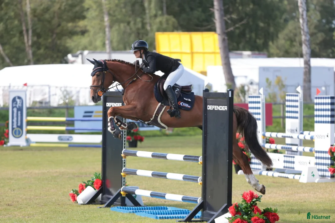 Avelshästar hästar till salu: Avelssto/enkel ridning  - Annons 1