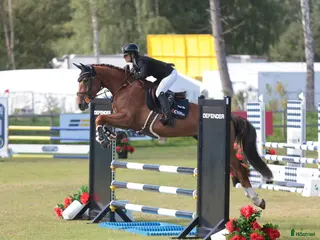 hästar Avelssto/enkel ridning - Annons 2