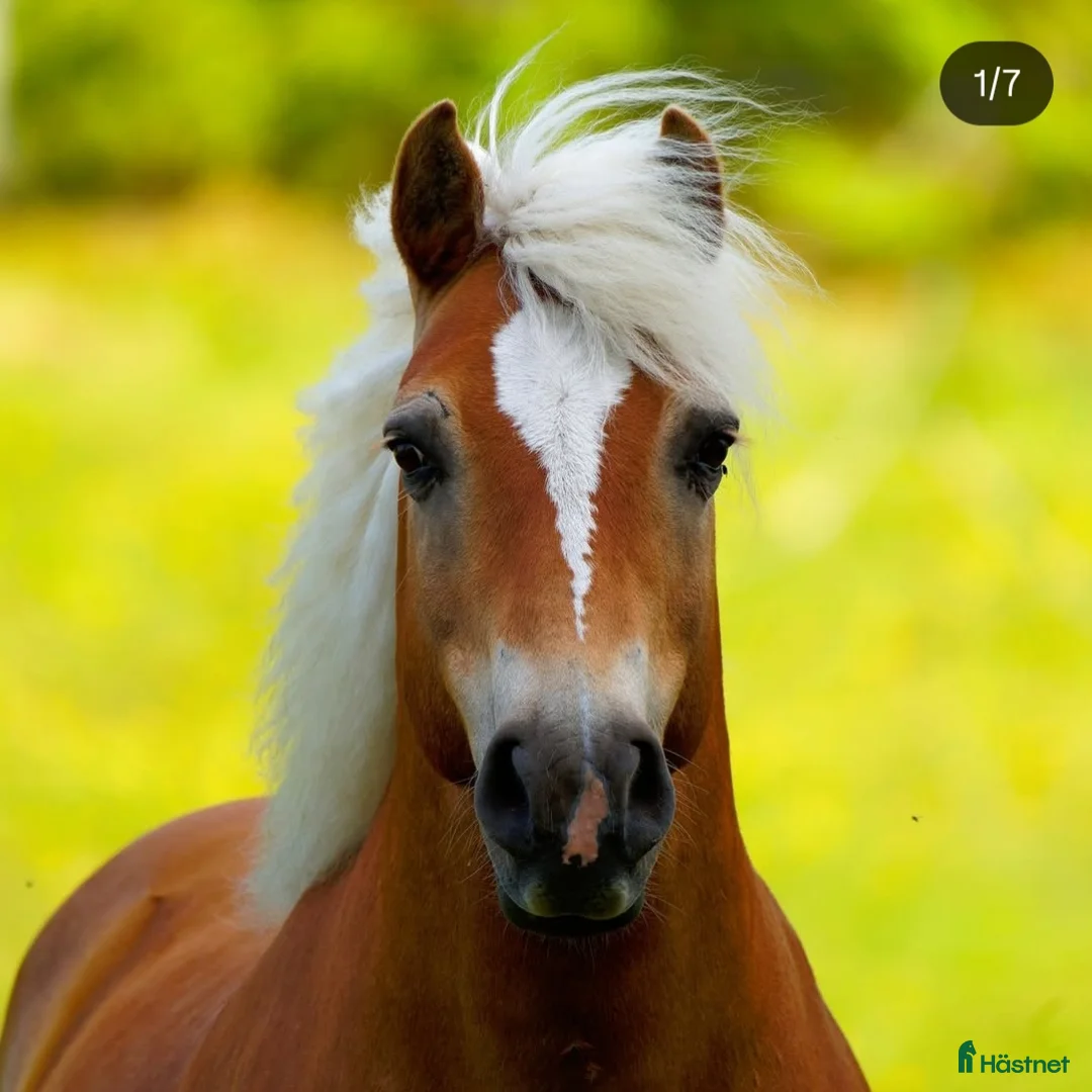  medryttarhäst sökes: Betalande halvfodervärd/medkusk/medryttare sökes - Annons 1