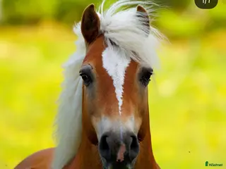 medryttarhäst sökes: Betalande halvfodervärd/medkusk/medryttare sökes - Annons 11