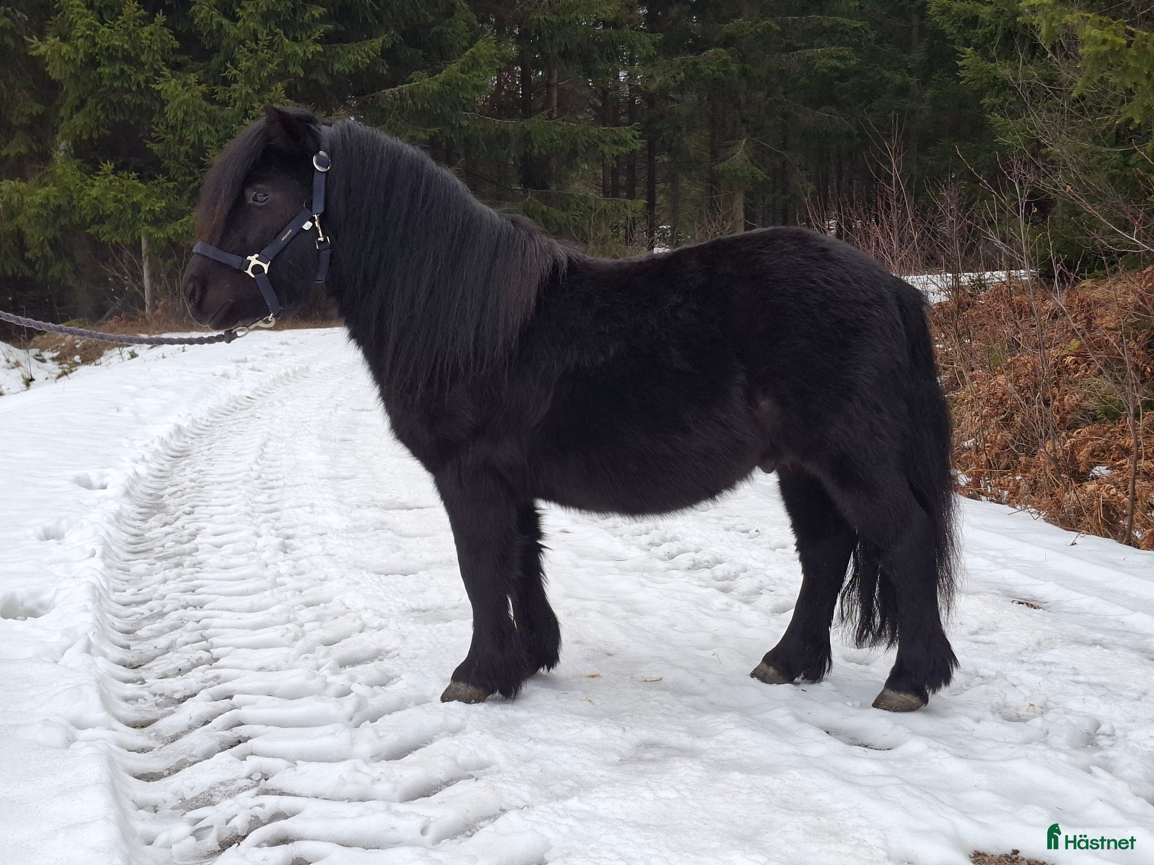  hästar Bruksvalack i Vreta Kloster - Annons 4