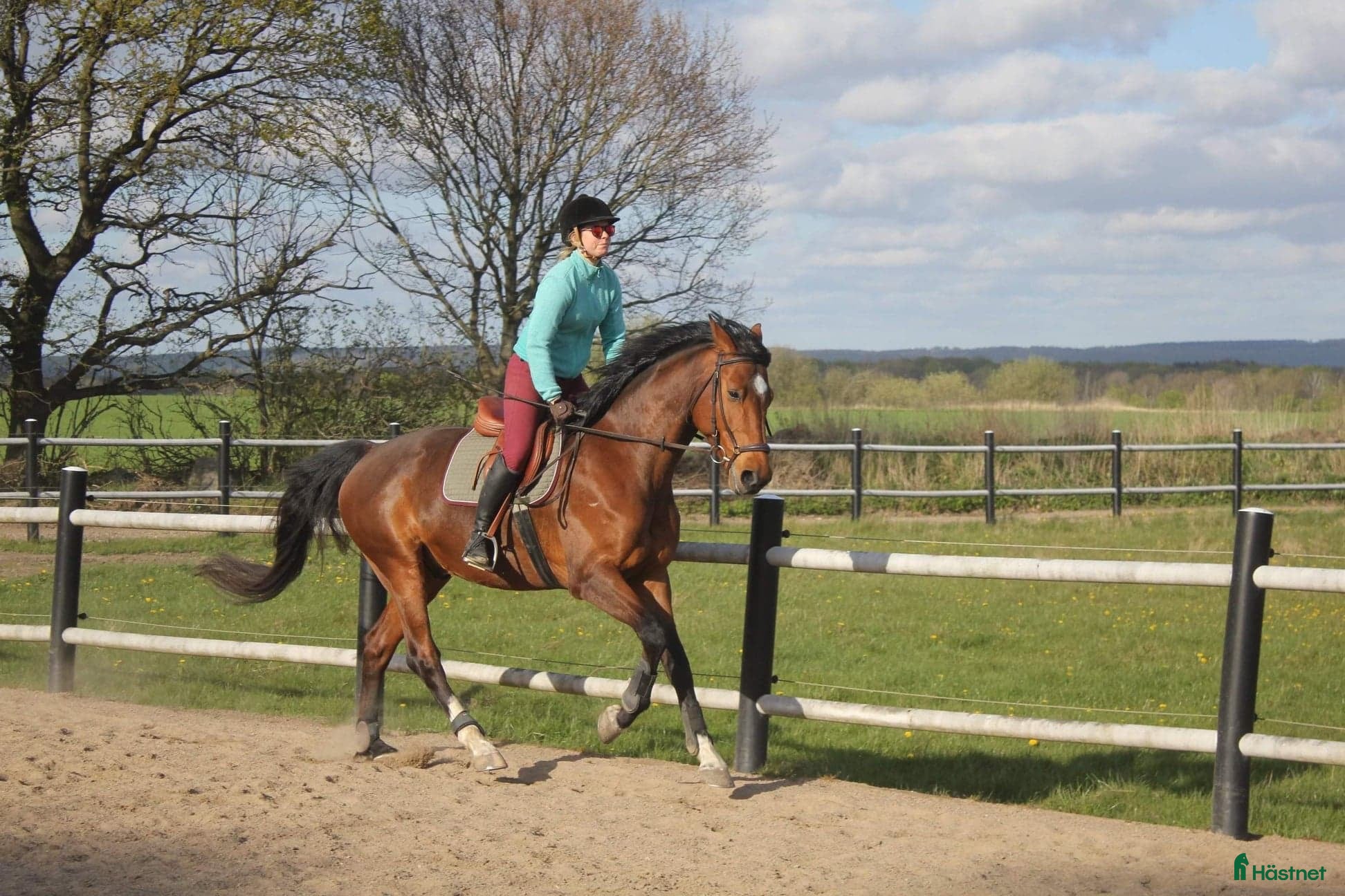  medryttarhäst finnes: SWB och D-ponny söker medryttare - Annons 10