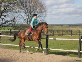 medryttarhäst finnes: SWB och D-ponny söker medryttare - Annons 10