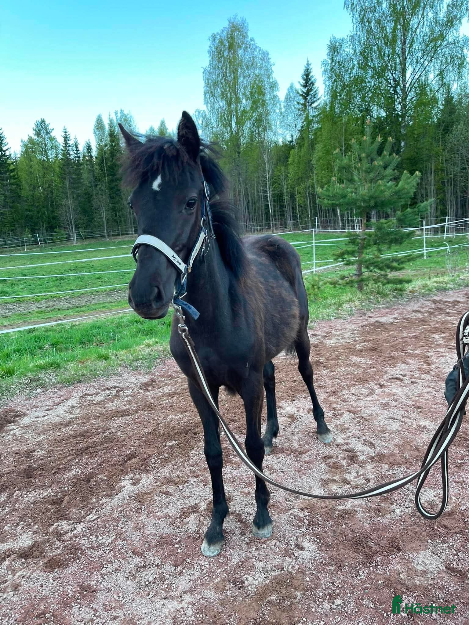  hästar Trevlig åring! - Annons 6