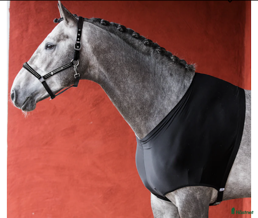 Täcken hästutrustning Bogskydd i Granbergsdal - Annons 4