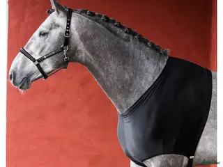 Täcken hästutrustning Bogskydd i Granbergsdal - Annons 4