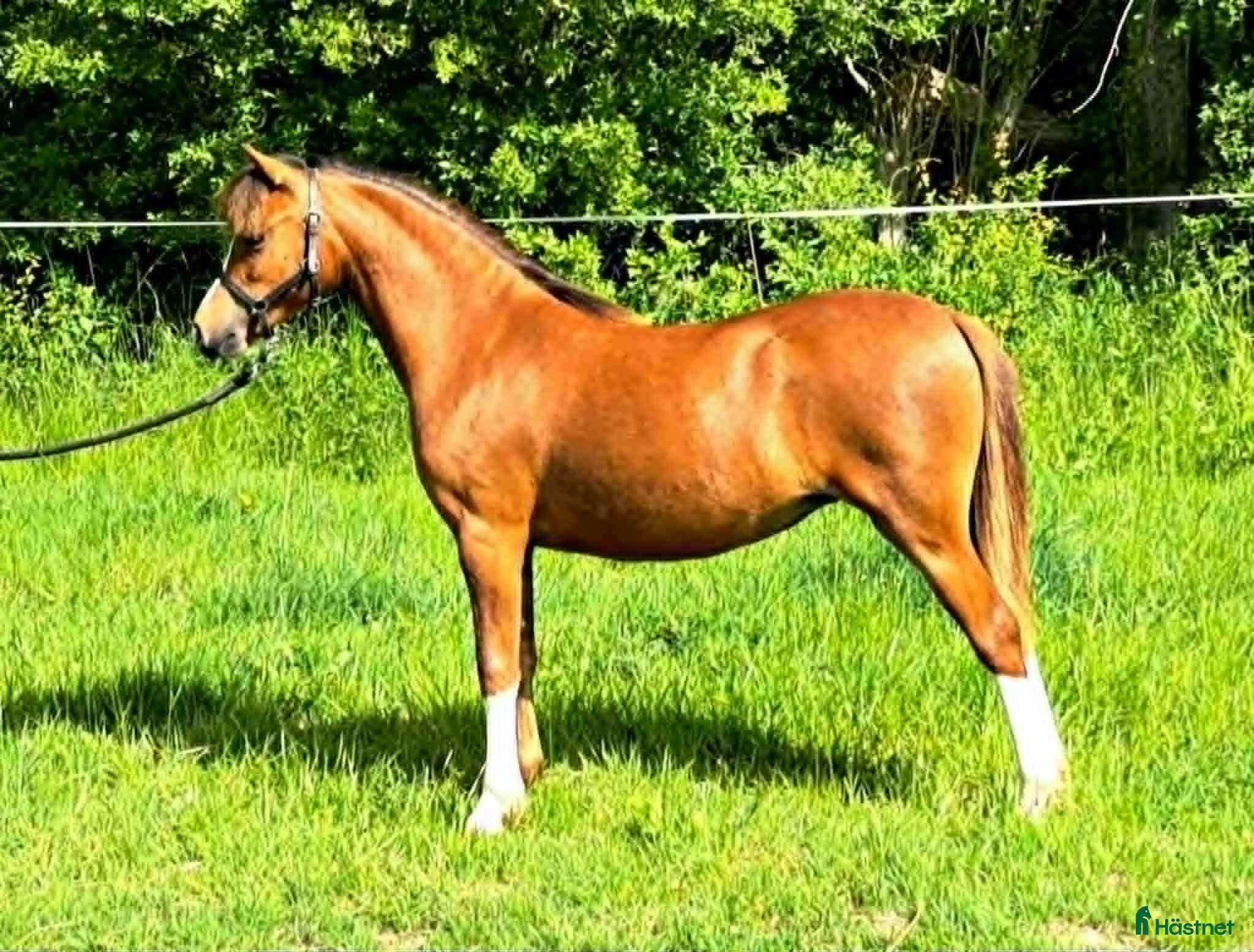  hästar Smuk welsh mountain hoppeplag Harvest Nola   - Annons 1