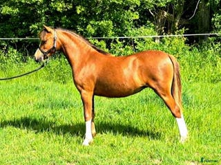 hästar Smuk welsh mountain hoppeplag Harvest Nola - Annons 9