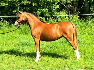 hästar Smuk welsh mountain hoppeplag Harvest Nola - Annons 9