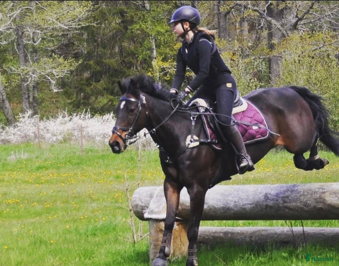  foderhäst Foderhäst sökes  - Annons 4