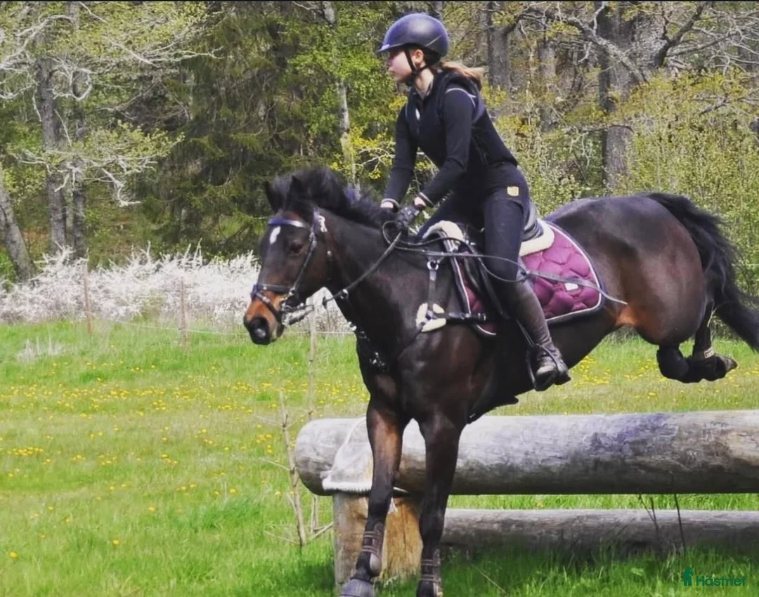  foderhäst sökes: Foderhäst sökes  - Annons 1