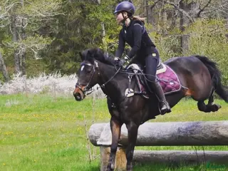 foderhäst Foderhäst sökes - Annons 4