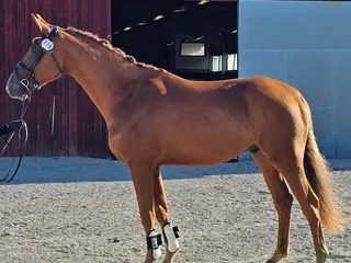 hästservice Går du i försäljnings tankar. i Stora Skedvi - Annons 5