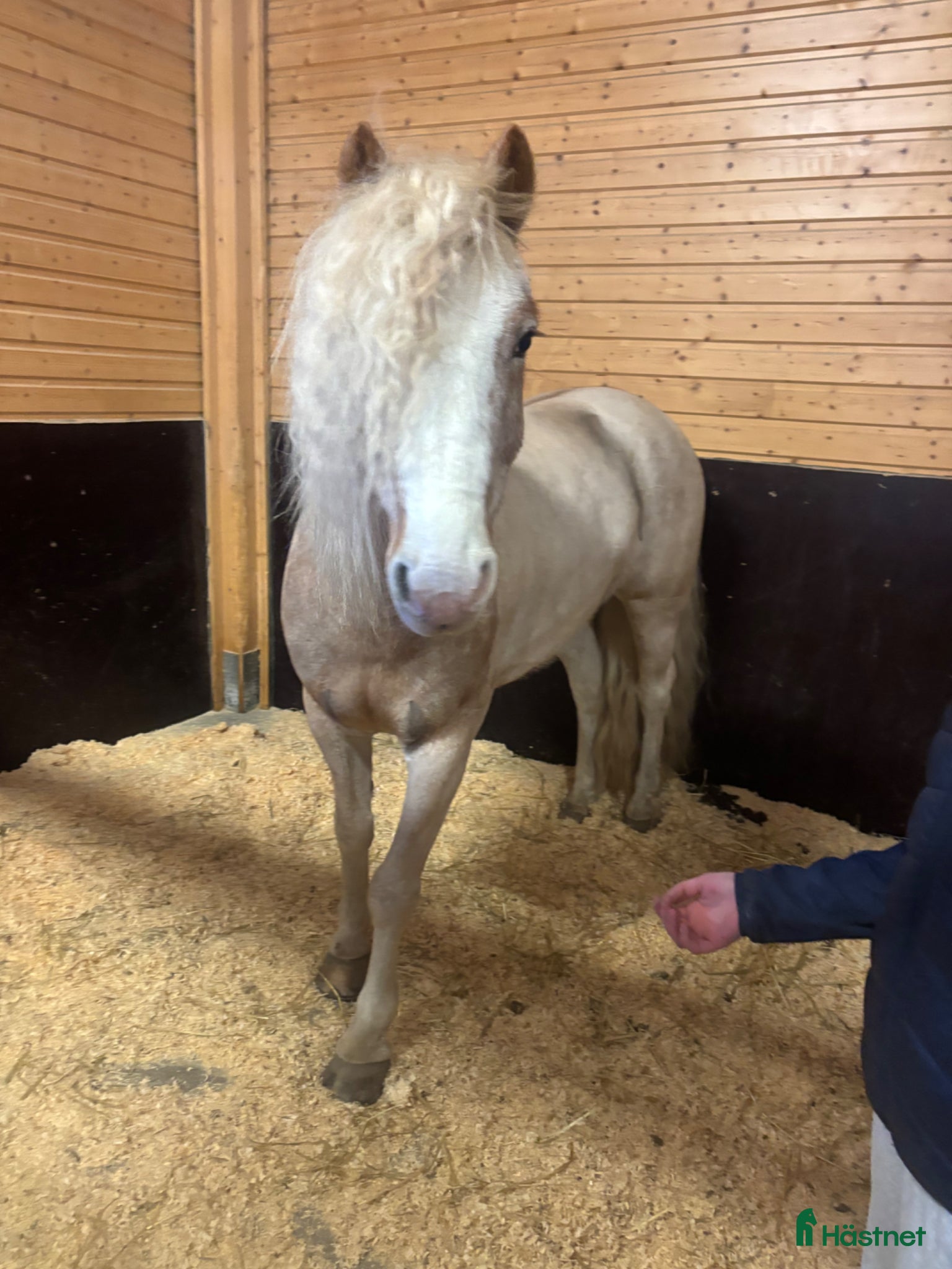  hästar Bästa vän - Annons 1