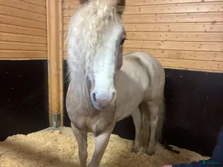 hästar Bästa vän - Annons 1