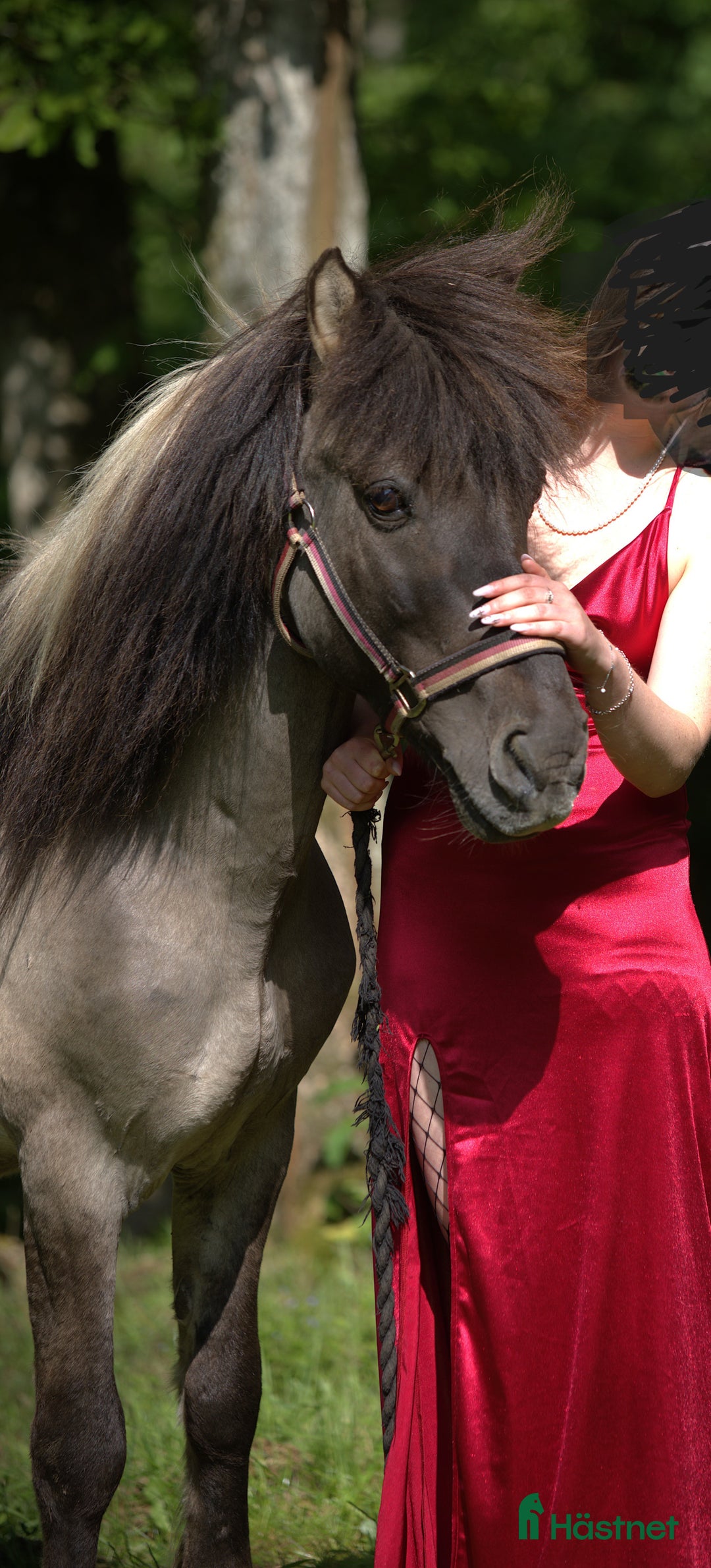 Island hästar till salu: Vackra Valacken Nimbus i Hörby - Annons 2