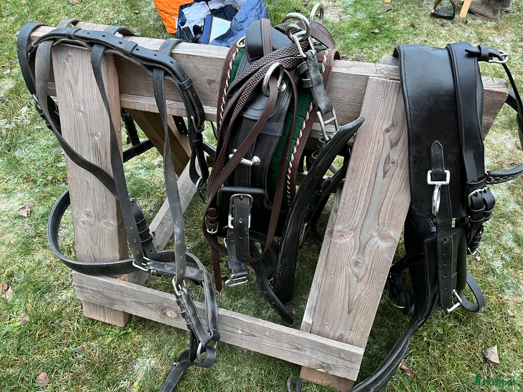 Körselar körning till salu: Maratonsele med fransk brösta storlek Shire i Västra Ämtervik - Annons 6