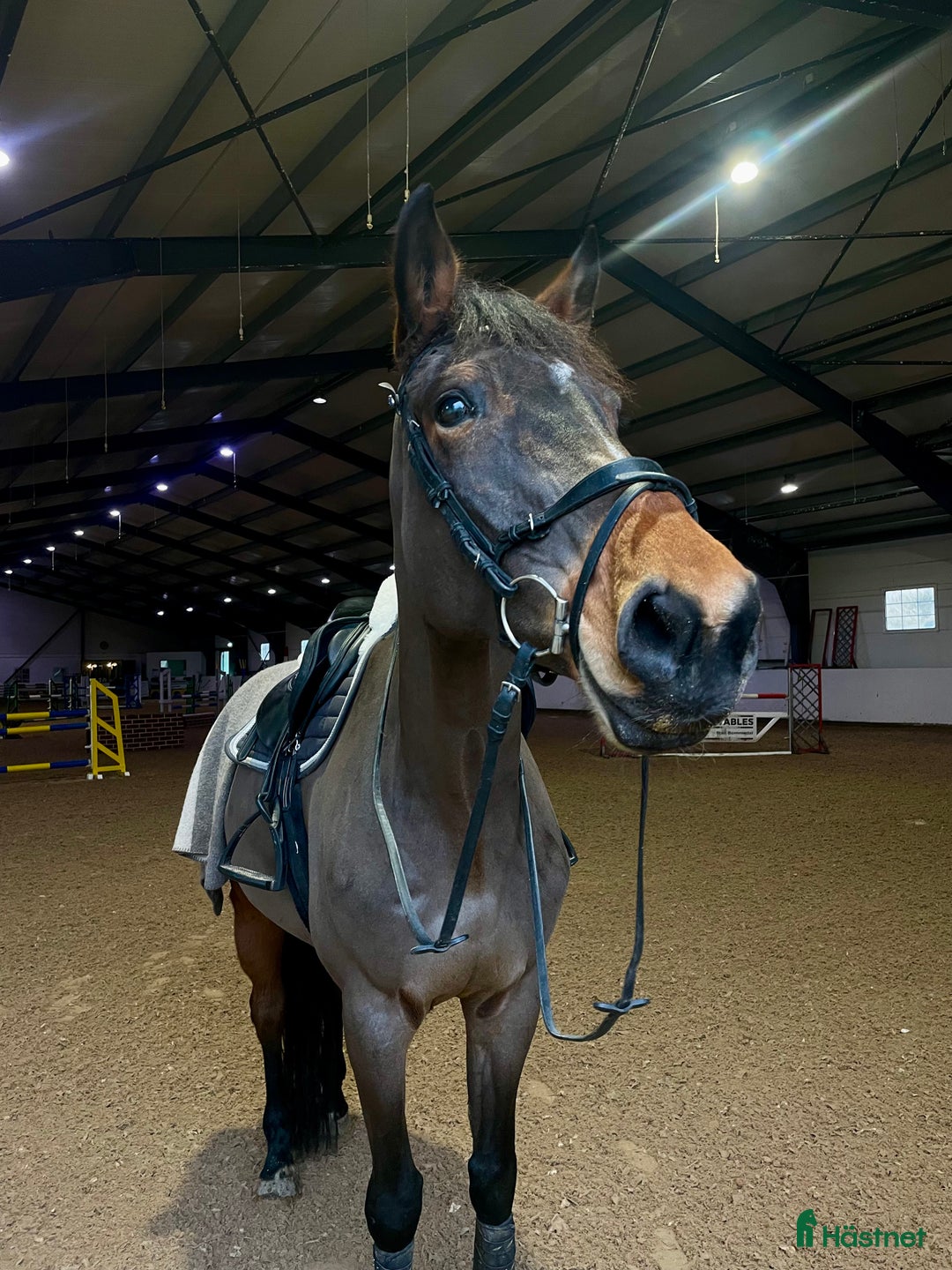 Hoppning hästar till salu: Okomplicerat sto med stort hjärta i Norrköping - Annons 2