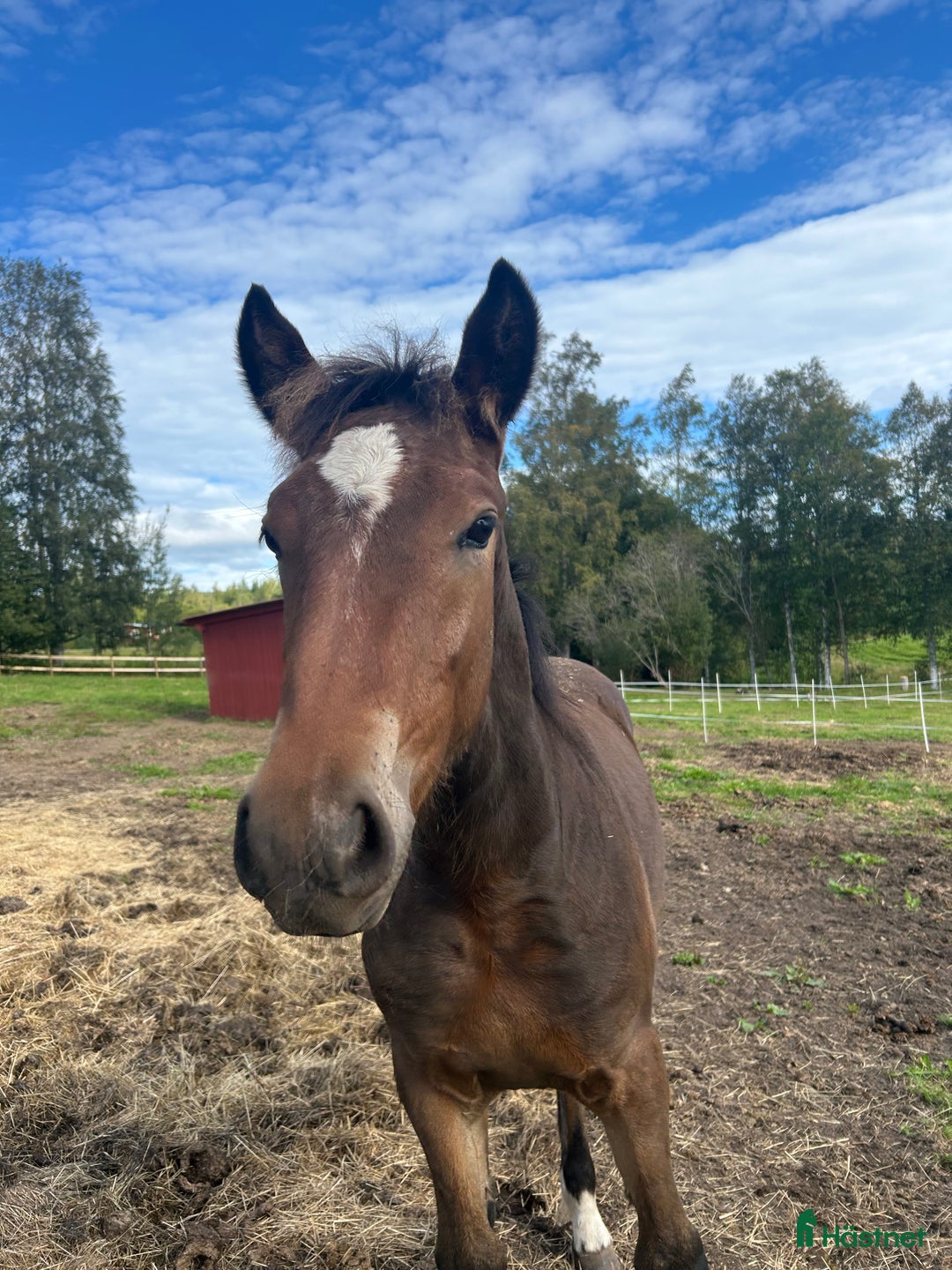 Trav hästar till salu: Kallblodföl till salu  i Borlänge - Annons 4