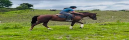 Allround hästar till salu: Lovely allrounder type 160cm - Annons 1